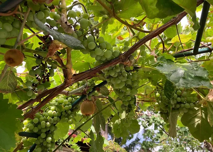 Garden Znojmo
