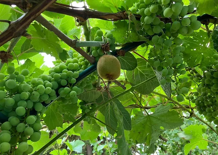 Daire Garden Znojmo